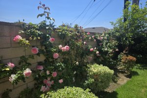Image of Martin lawn maintenance garden 