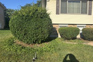 Image of Green planet lawn care