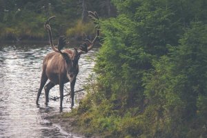 Image of California Pool & Chemical Services
