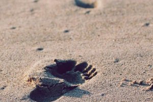 Image of Pop's Pool Service