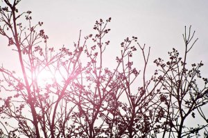 Image of Pop's Pool Service