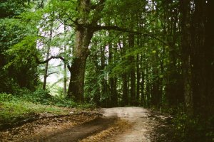 Image of Caliexpert Pools & Spa