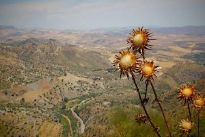 Image of A Plus Pool Cleaning