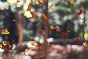 Image of Angeles pool service