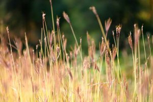 Image of Strong Beach Plumbing