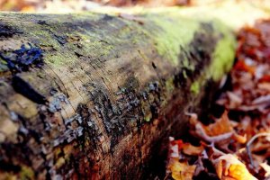 Image of Perkins Plumbing