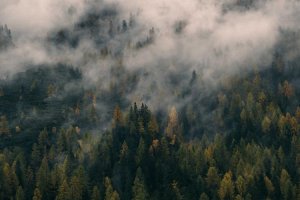 Image of 4 Elements Carpet Cleaning & Services