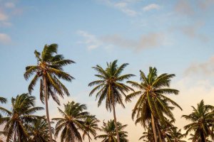 Image of Supreme Area Rug Cleaning