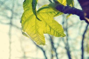 Image of Hero Plumber Services Santa Ana