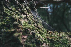 Image of Santa Ana Plumbing & Sewer Repair Services