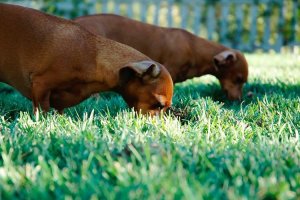 Image of Texas Precision Painting