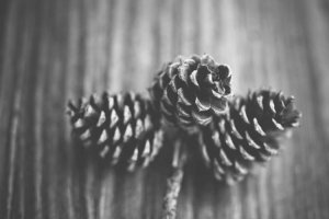 Image of CertaPro Painters of Orlando, FL