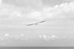 Image of OC Gutter & Power Wash