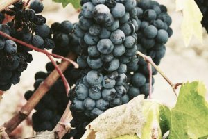 Image of KC Power Clean