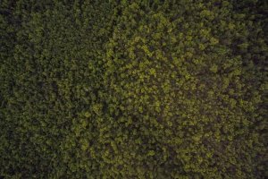 Image of San Diego Softwash