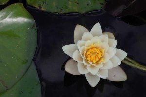 Image of The Pro Washing Services