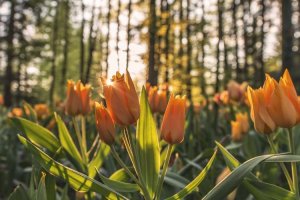 Image of Commercial Roofing Long Beach