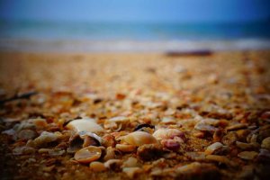 Image of Jose landscaping and gardening services