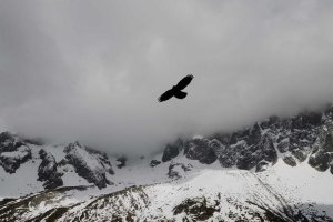 Image of Guardian Roofing