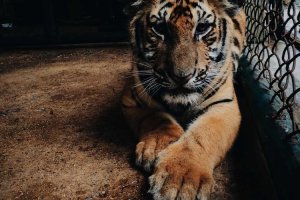 Image of A1 ALL AMERICAN ROOFING - Los Angeles Roofing Contractor