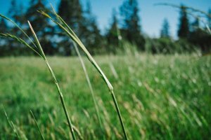 Image of Anaheim Roofing & Repairs