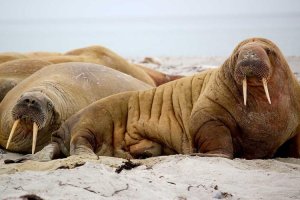 Image of Atlas Roofing - Anaheim