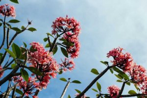 Image of Hernandez Gardening/Landscaping