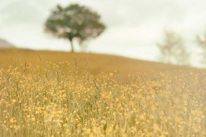 Image of Romero's Gardening Service