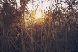 Image of Zamora Gardening Service