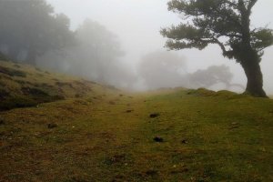 Image of Zamora Gardening Service