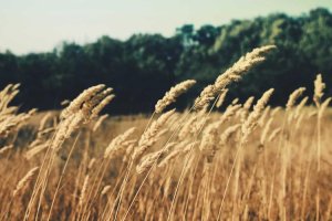 Image of MC Landscaping LLC