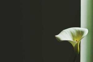 Image of Maztek Landscaping