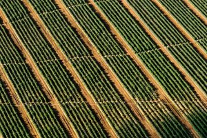 Image of Vasquez Lawn Services