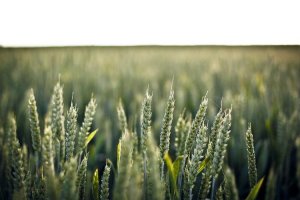 Image of Throckmorton's Gardening