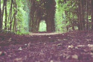 Image of Mono Lawn Maintenance LLC